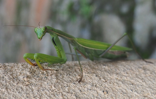 mantis